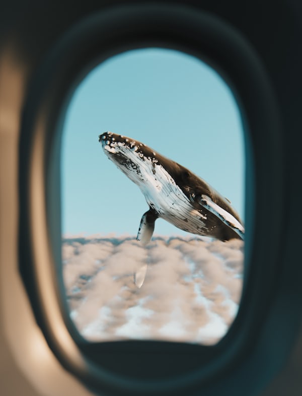 Challan Book in Triplicate 150 Sheets